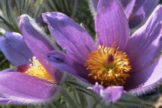 blueten_01