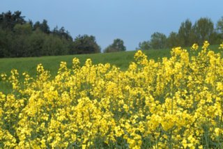 blueten_03