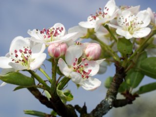 blueten_07