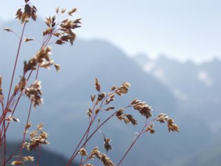 blueten_16