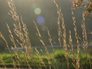 blueten_28