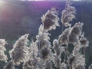 blueten_31