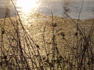 blueten_33