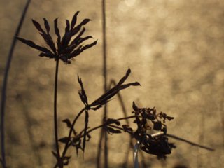 blueten_34