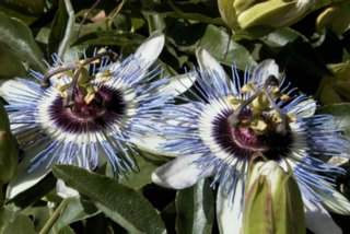 blueten_39