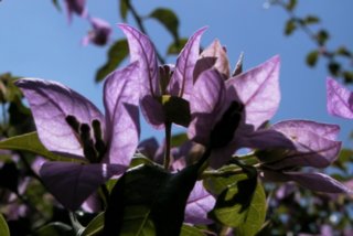 blueten_41