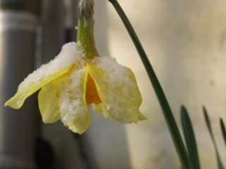 blueten_44