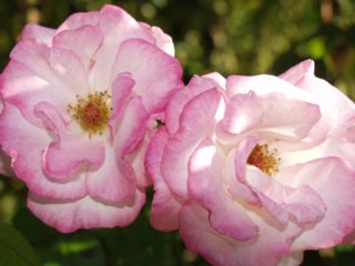 blueten_58