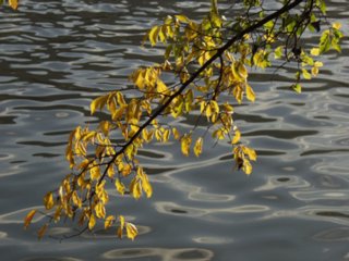 blueten_62