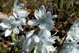 blueten_63