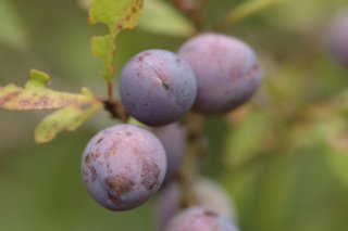 erde_04