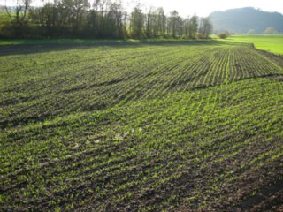 schoepfung_021
