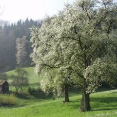Schoepfung