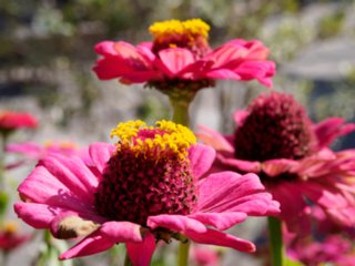 20140929_landesgartenschau-gmuend_002