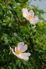 20090526_0081