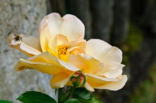 20090526_0116