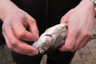 20130327_fischputzen_008