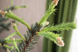 20150207_treibender_christbaum_002
