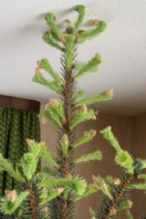 20150207_treibender_christbaum_003