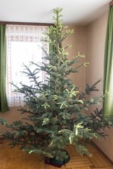 20150207_treibender_christbaum_004