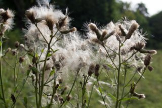 20130803_Kleines_Lautertal_008