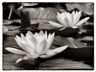 20100823_italien_reggia_caserta_181-bearb-bw