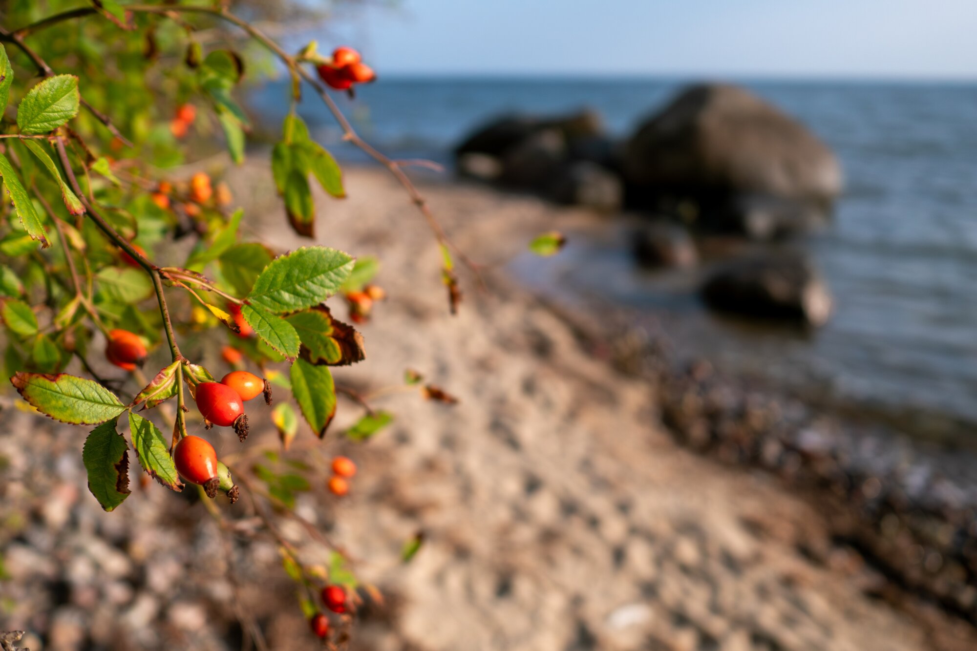 P1013238-Verbessert-RR 