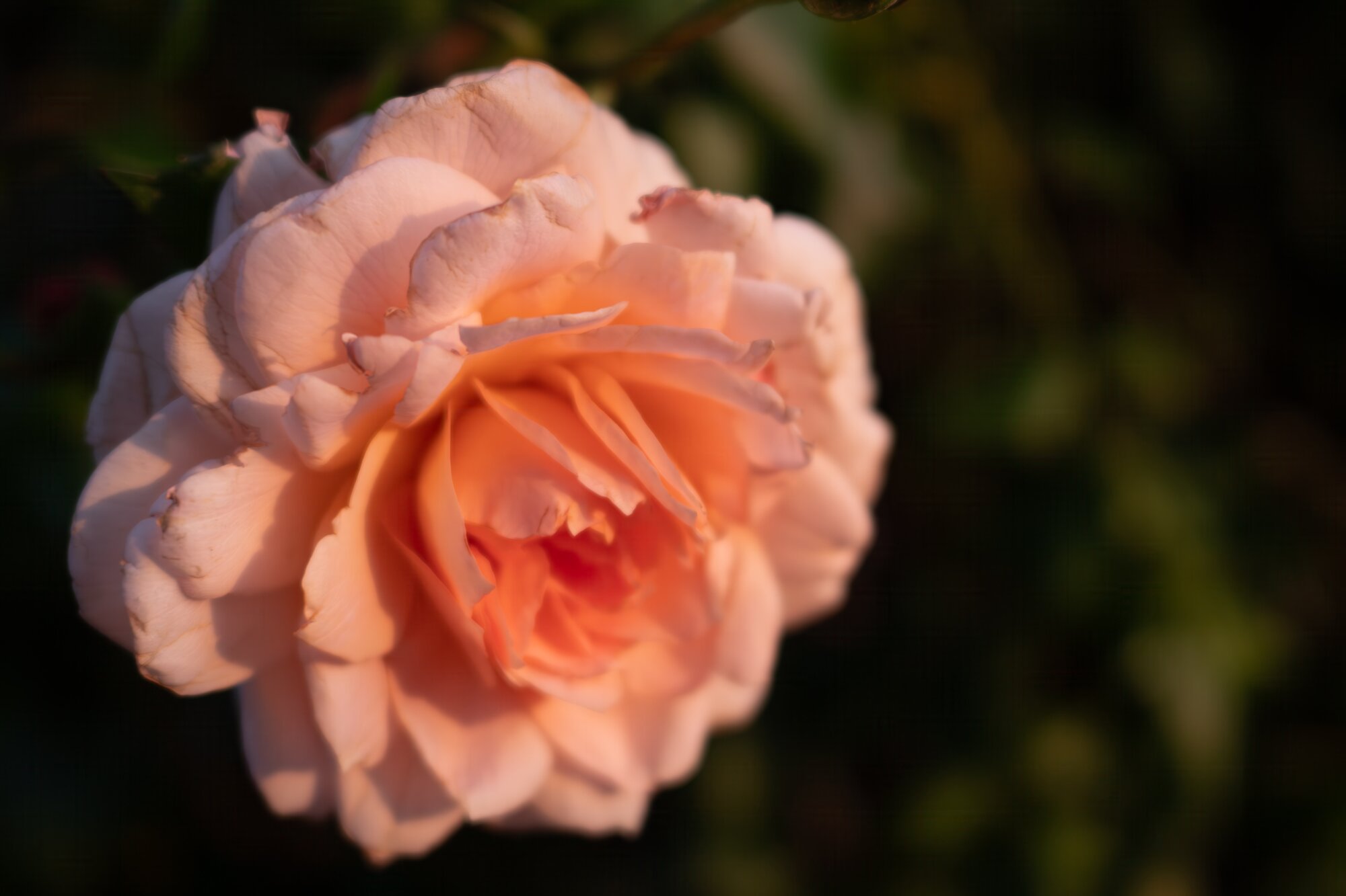 P1013276-Verbessert-RR_edit 