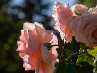 20220810_ruegen_1779