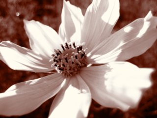 sepia070