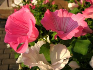 hihedo_0040
