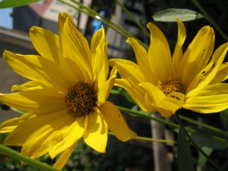 hihedo_0041