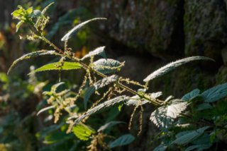 20151104_pfaffenstein_010