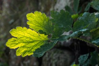 20151104_pfaffenstein_011