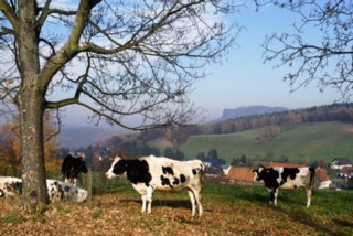 20151104_pfaffenstein_022