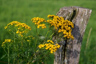 20140805_panoramaweg_hihedo_007
