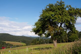 20140816_taubenstein_007