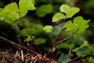 20140817_janov-edmundsklamm_073