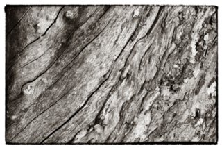 20090821_071721-bearb-bw