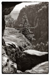 20090824_085734-bearb-2-bw