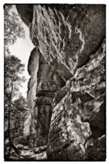 20090831_094329-bearb-bw