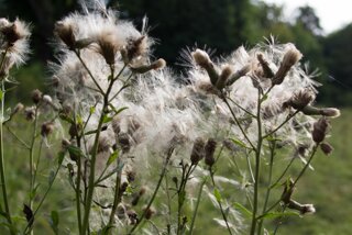 20130803_Kleines_Lautertal_008