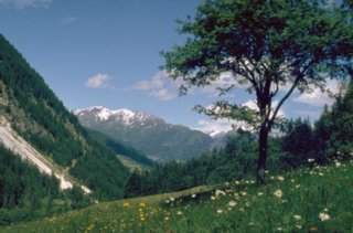 dias55