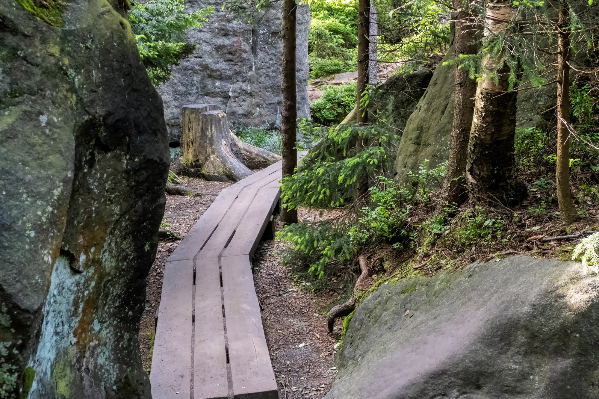 20250611_große_heuscheuer_062_edit 