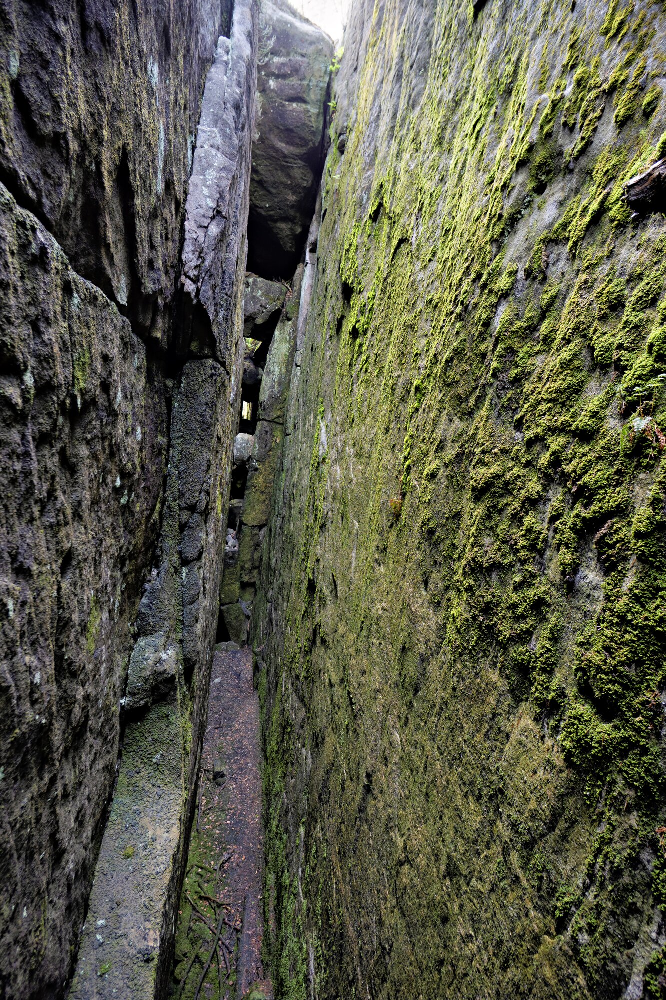20250611_große_heuscheuer_105_edit 