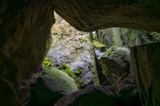 20250611_große_heuscheuer_102