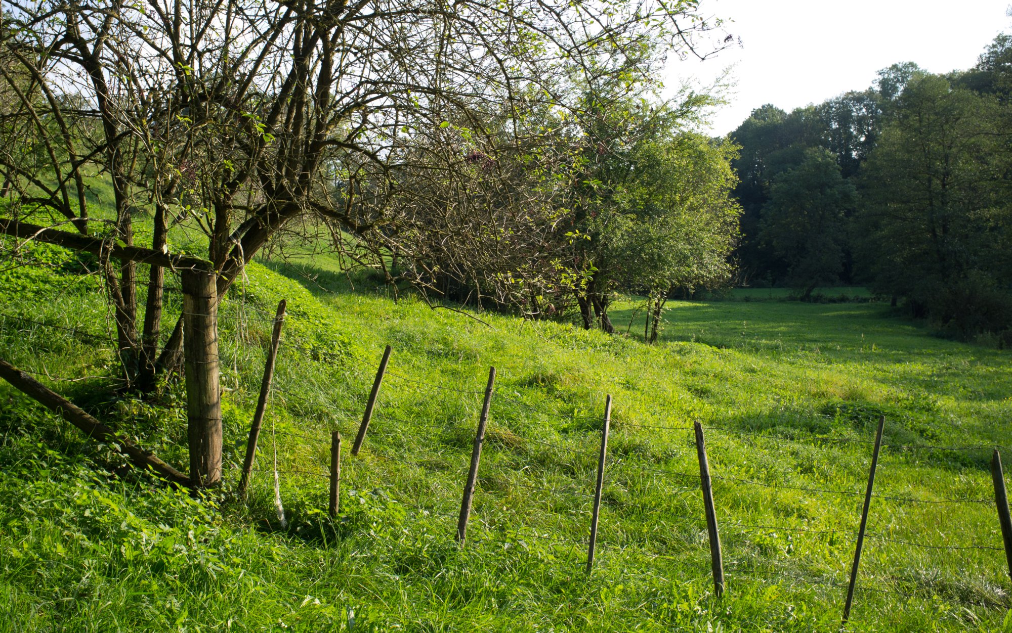 Im Bühlertal Im Bühlertal. Wanderung von Vellberg durch das Bühleral zur ehemaligen Rappolder Mühle und wieder zurück über die Stöckenburg nach Vellberg.