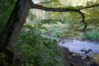 20110926_buehlertal_018