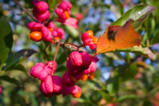 20110926_buehlertal_034
