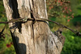 20110926_buehlertal_035